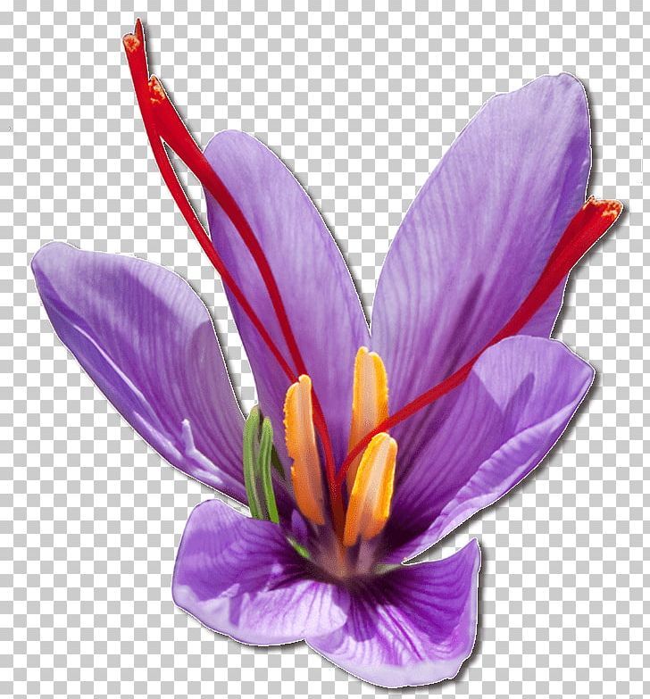 Detail Background Bunga Saffron Nomer 19