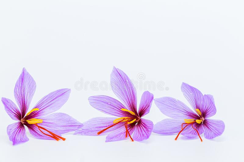 Detail Background Bunga Saffron Nomer 20
