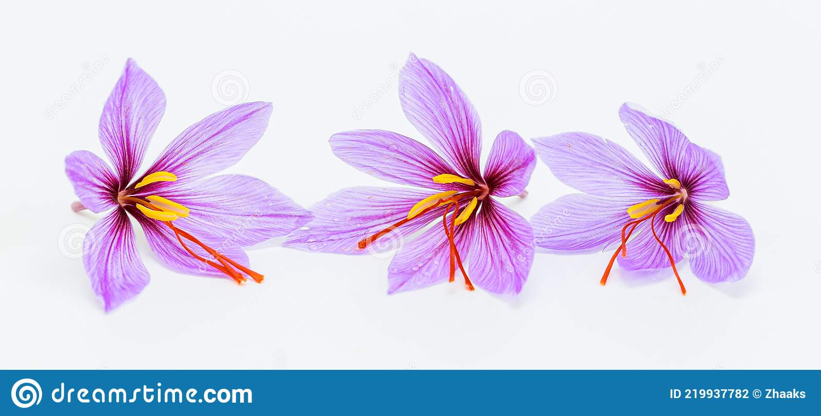 Detail Background Bunga Saffron Nomer 21