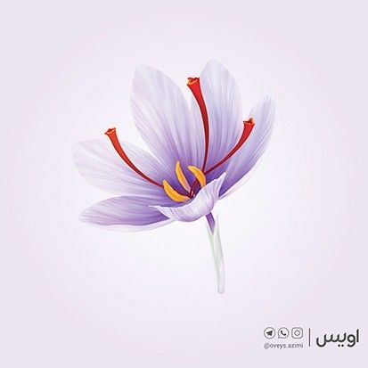 Detail Background Bunga Saffron Nomer 23