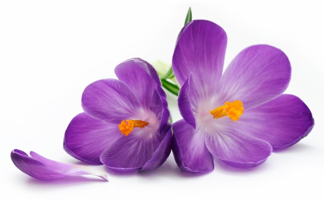 Detail Background Bunga Saffron Nomer 26
