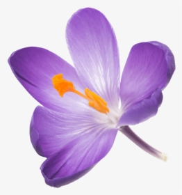 Detail Background Bunga Saffron Nomer 27