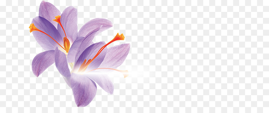 Detail Background Bunga Saffron Nomer 31