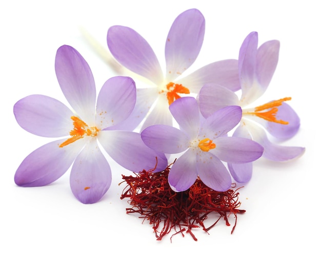 Detail Background Bunga Saffron Nomer 33