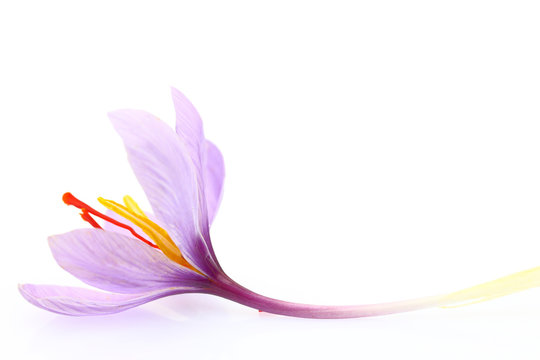 Detail Background Bunga Saffron Nomer 34