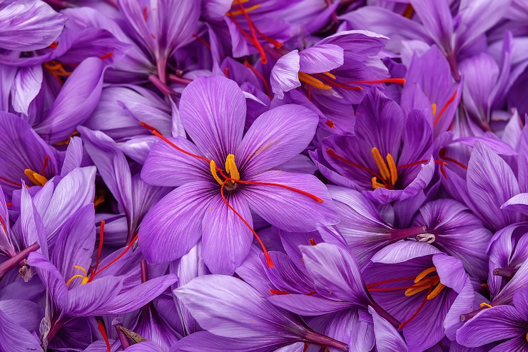 Detail Background Bunga Saffron Nomer 37
