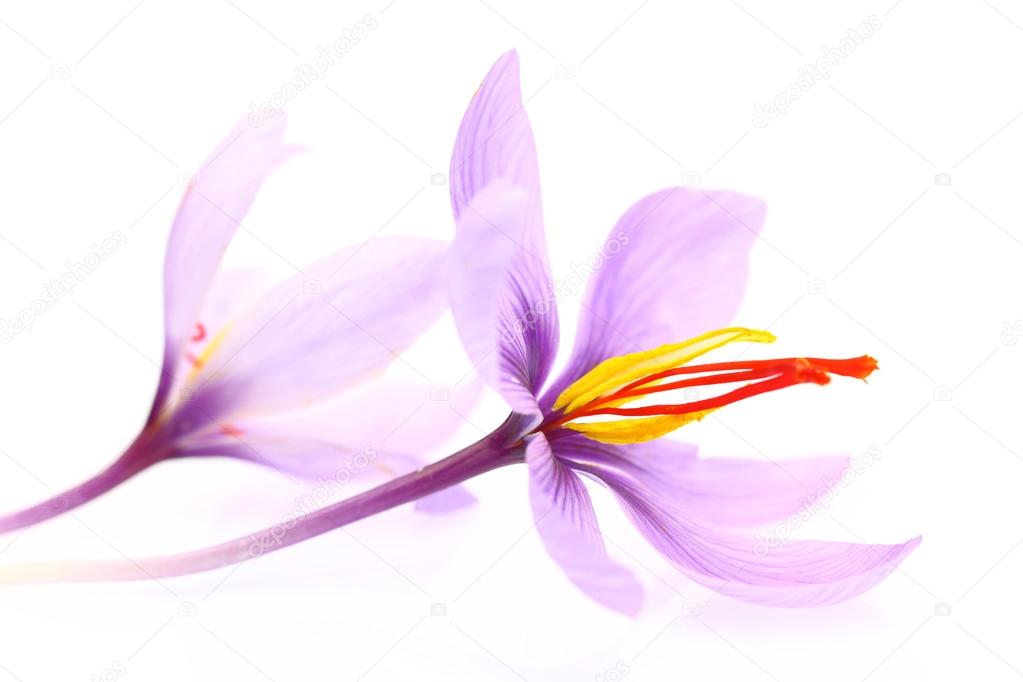 Detail Background Bunga Saffron Nomer 39