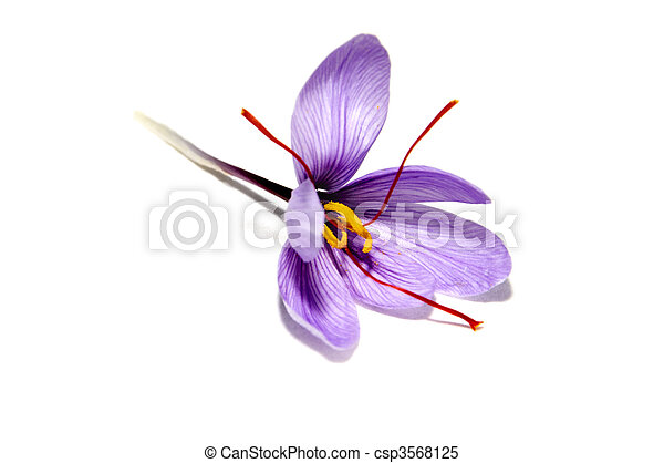 Detail Background Bunga Saffron Nomer 47