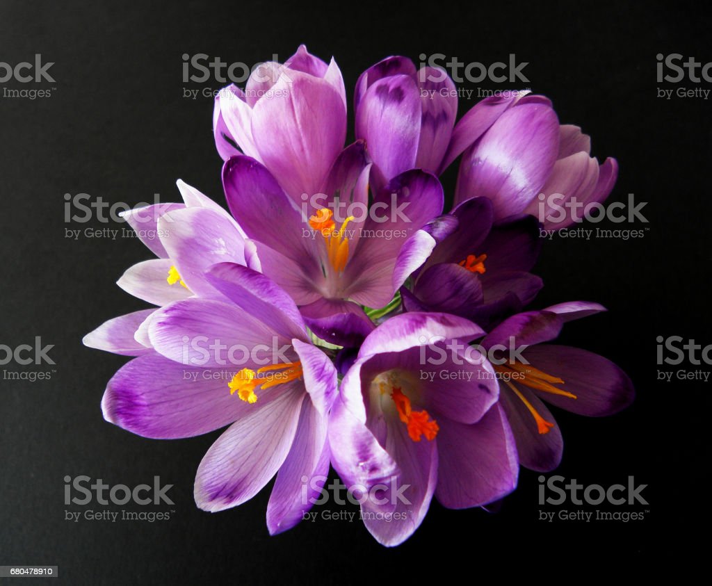 Detail Background Bunga Saffron Nomer 58