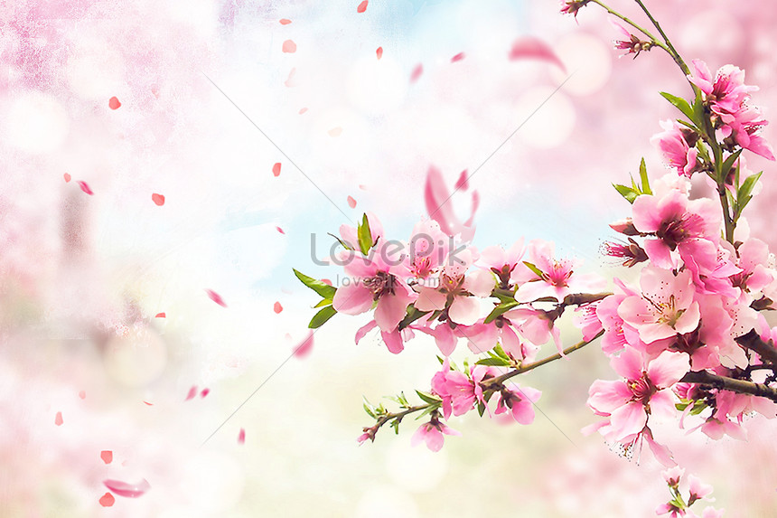 Detail Background Bunga Sakura Nomer 18