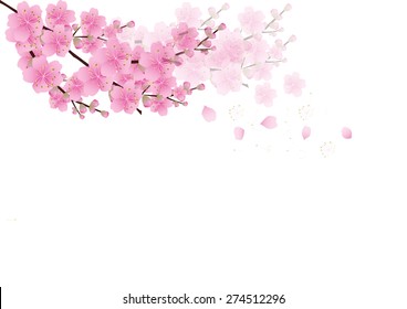 Detail Background Bunga Sakura Nomer 19