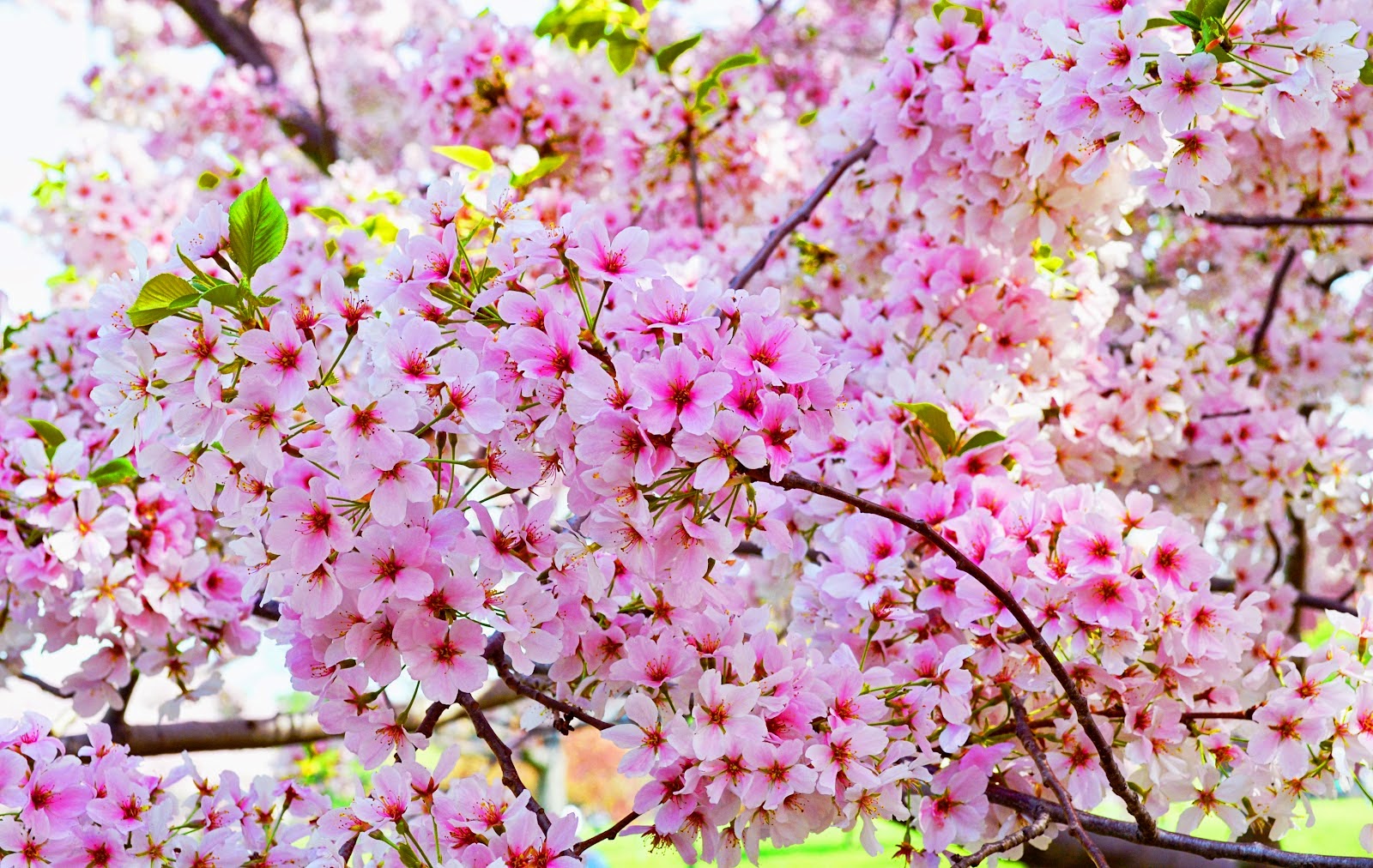Detail Background Bunga Sakura Nomer 23