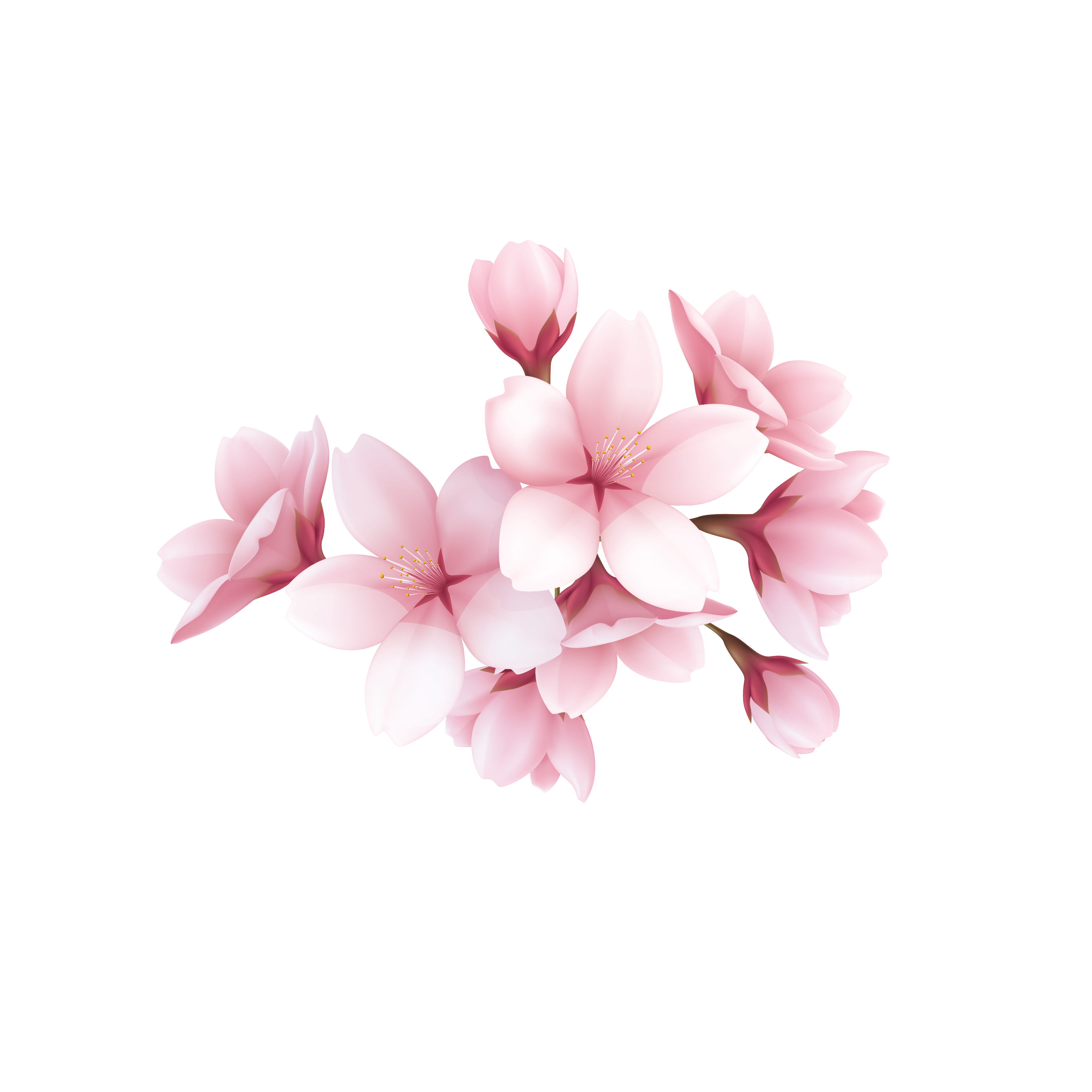 Detail Background Bunga Sakura Hd Nomer 48