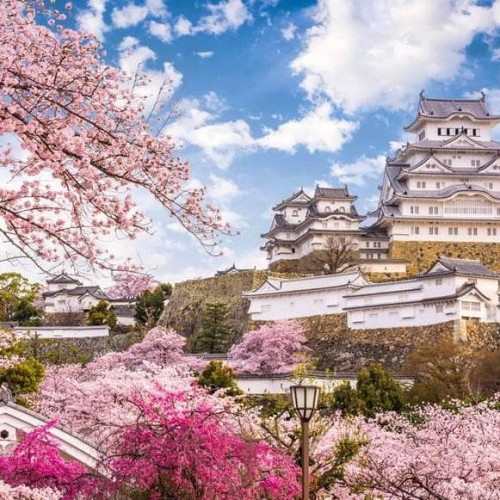 Detail Background Bunga Sakura Jepang Nomer 15