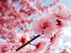 Detail Background Bunga Sakura Jepang Nomer 28