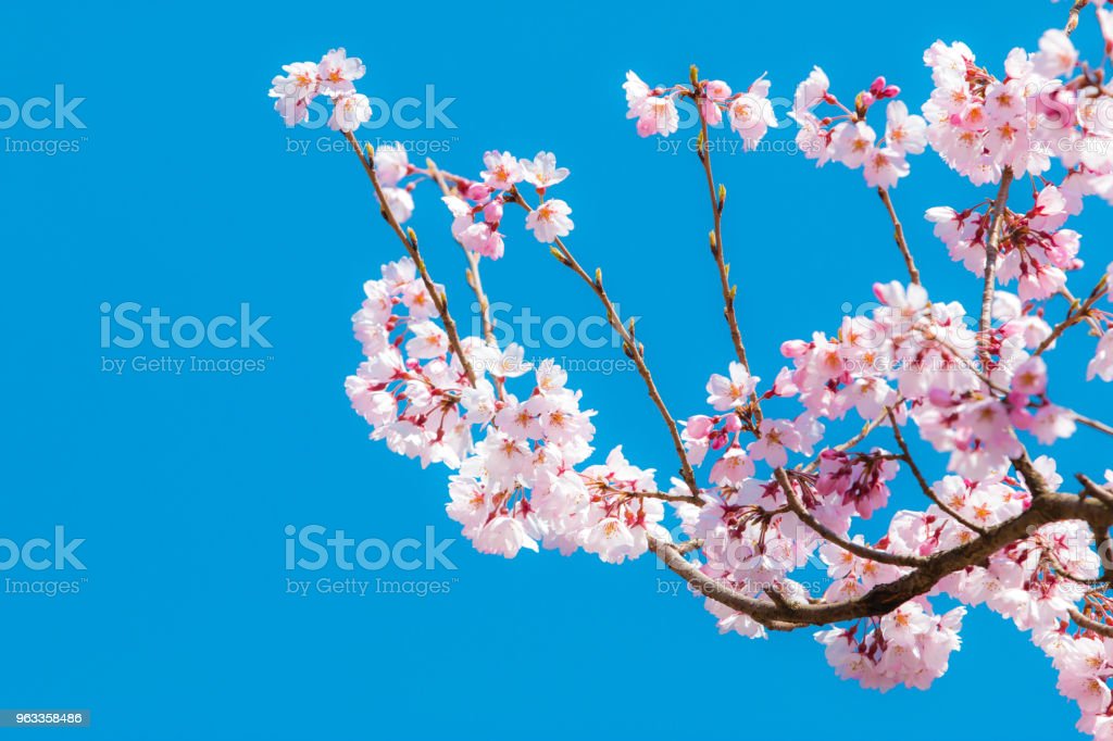Detail Background Bunga Sakura Jepang Nomer 34