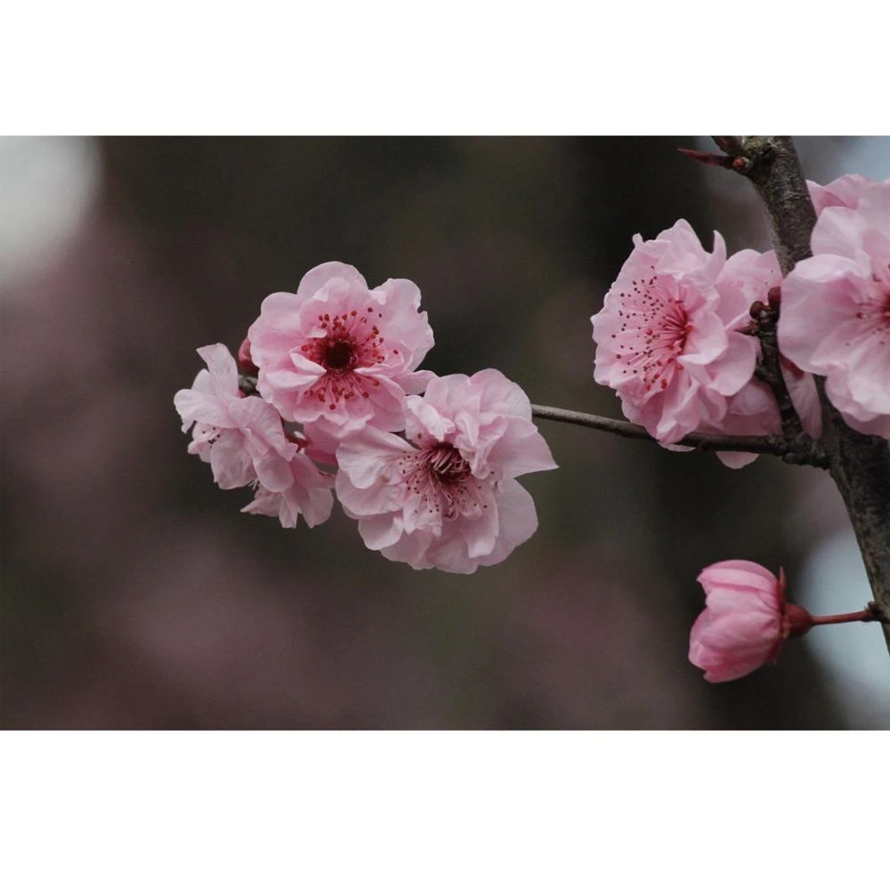 Detail Background Bunga Sakura Jepang Nomer 41