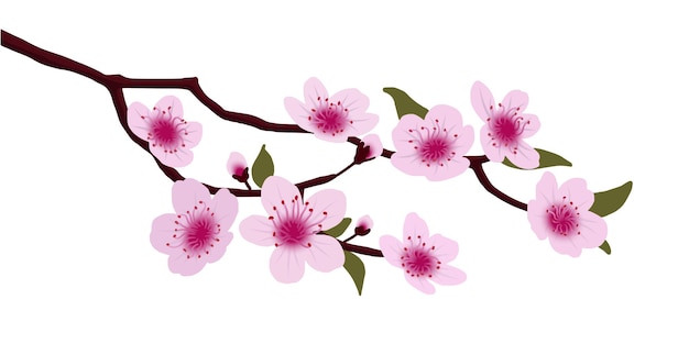 Detail Background Bunga Sakura Jepang Nomer 42