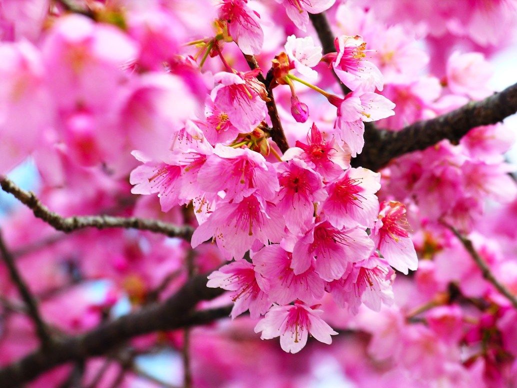 Detail Background Bunga Sakura Jepang Nomer 5
