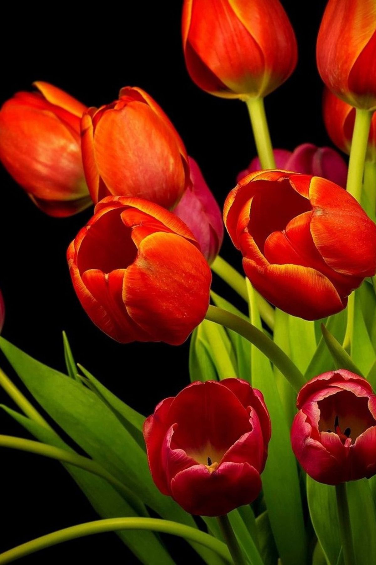 Detail Background Bunga Tulip Nomer 44