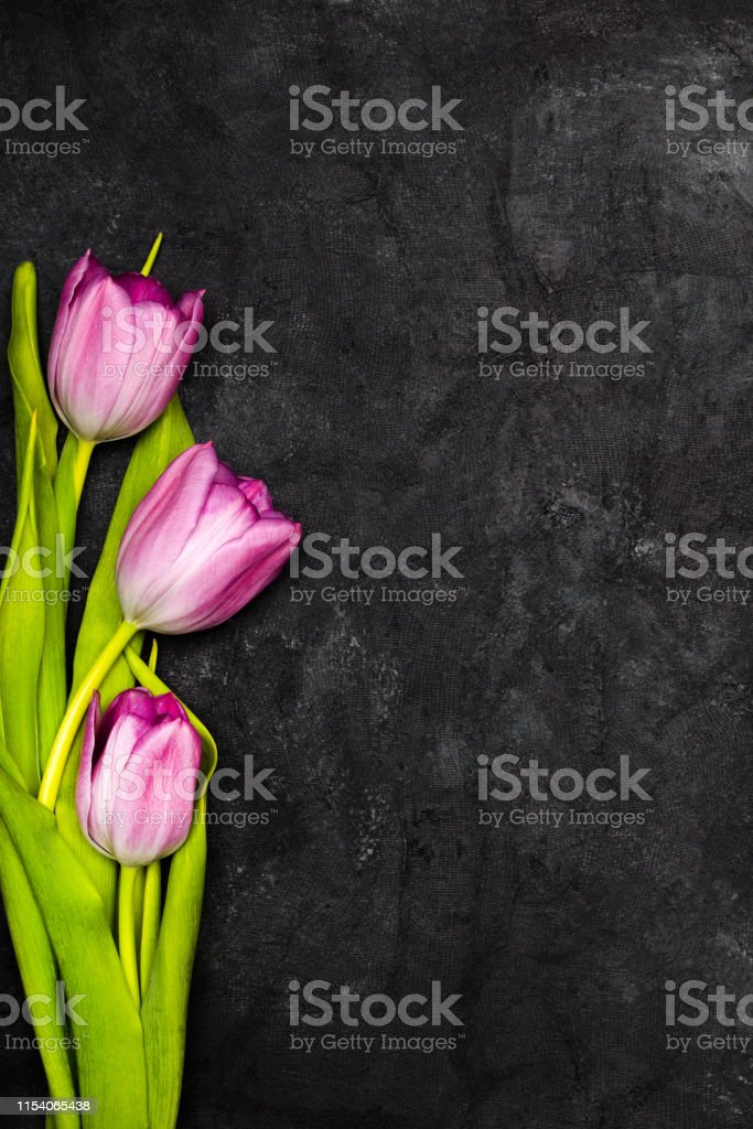 Detail Background Bunga Tulip Nomer 45