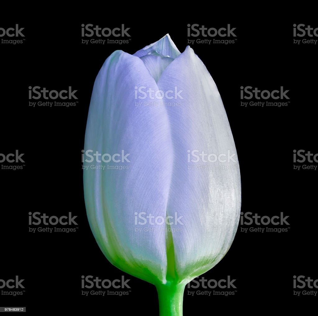 Detail Background Bunga Tulip Nomer 56