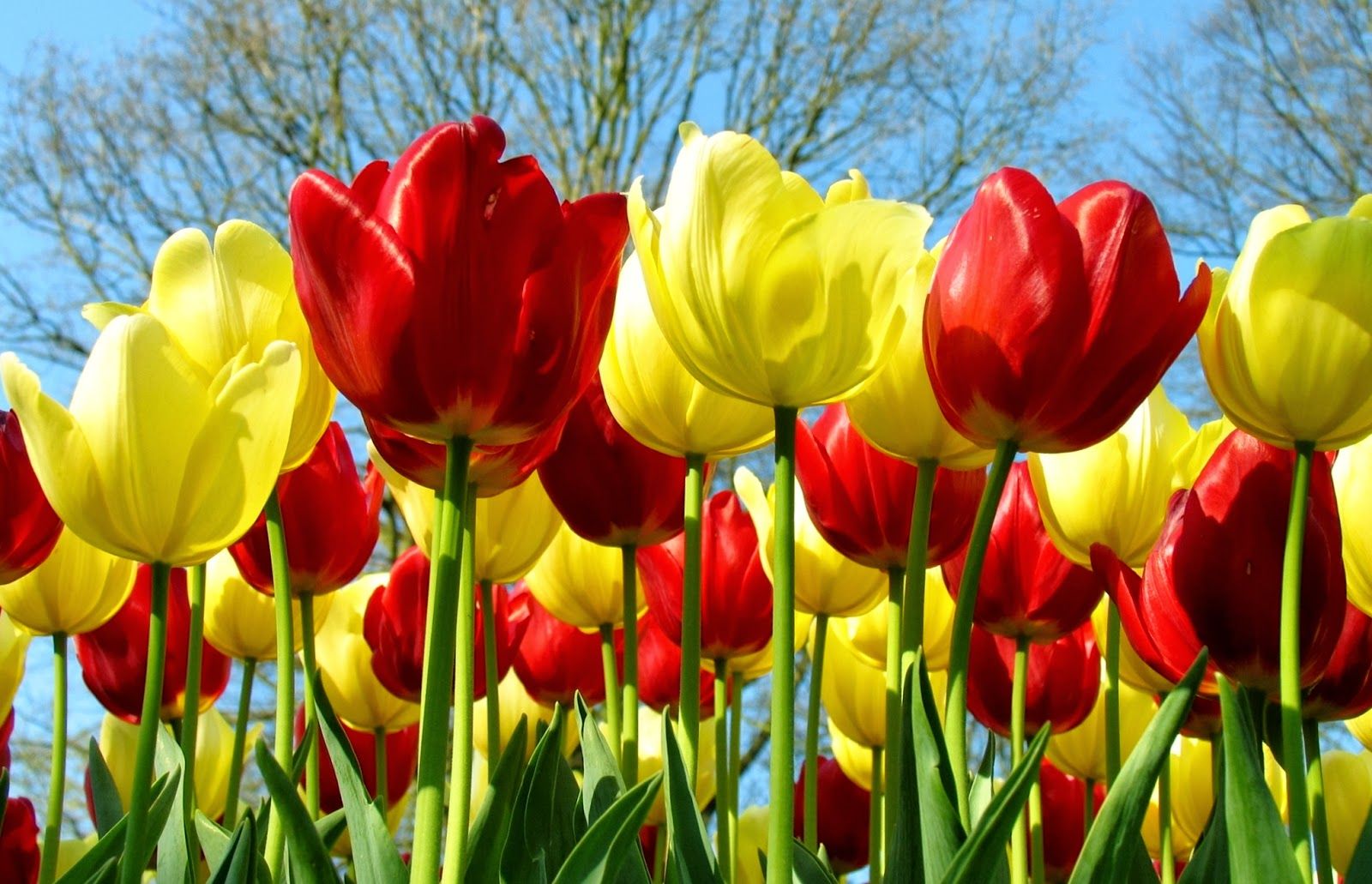 Detail Background Bunga Tulip Nomer 10