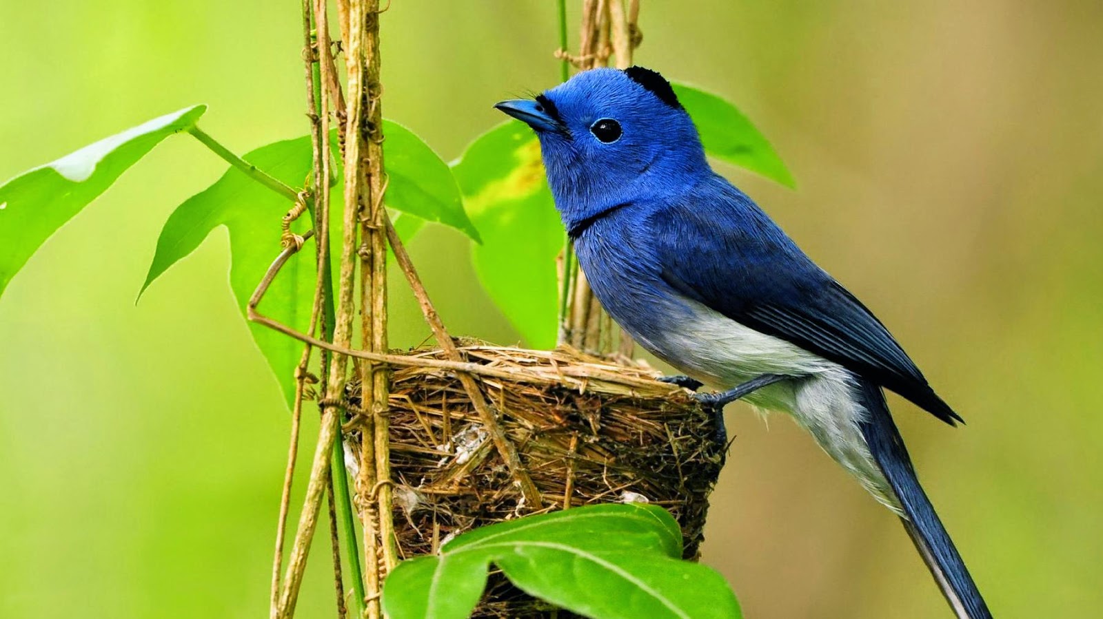 Detail Background Burung Nomer 9