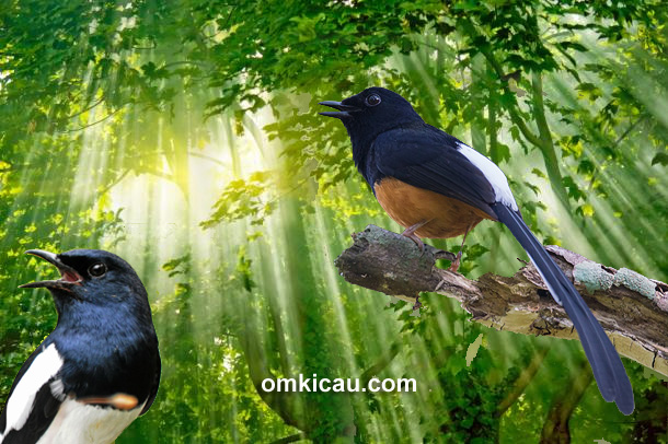 Detail Background Burung Kicau Nomer 10