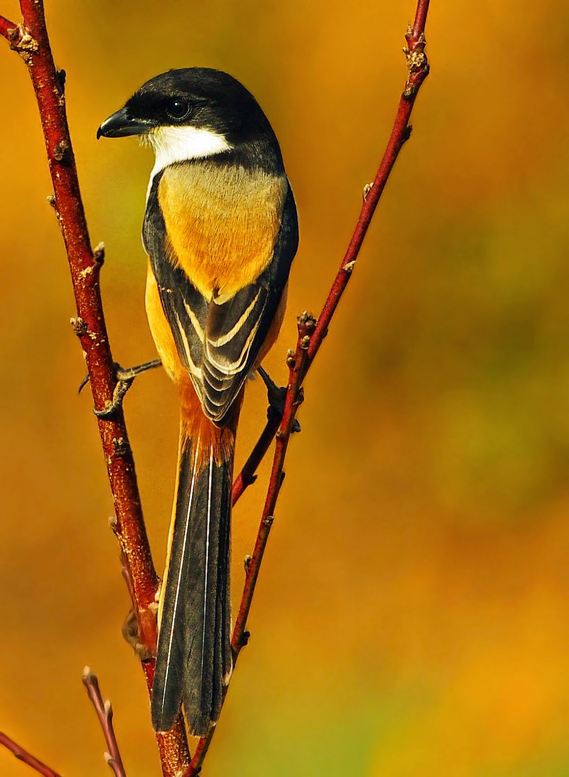 Detail Background Burung Kicau Nomer 23