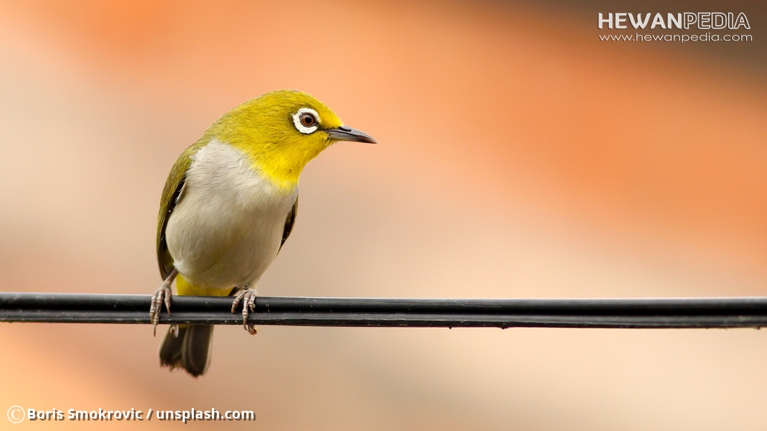 Detail Background Burung Kicau Nomer 27