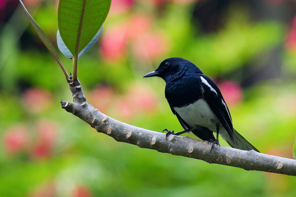 Detail Background Burung Kicau Nomer 33