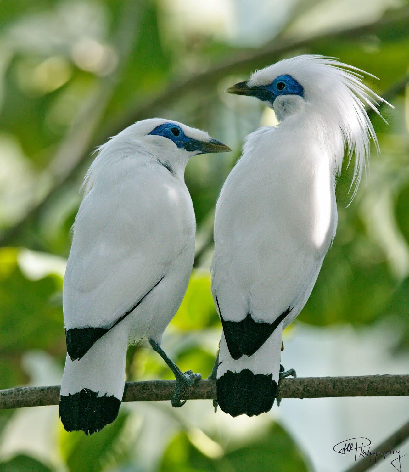 Detail Background Burung Kicau Nomer 34