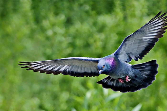 Detail Background Burung Merpati Nomer 38