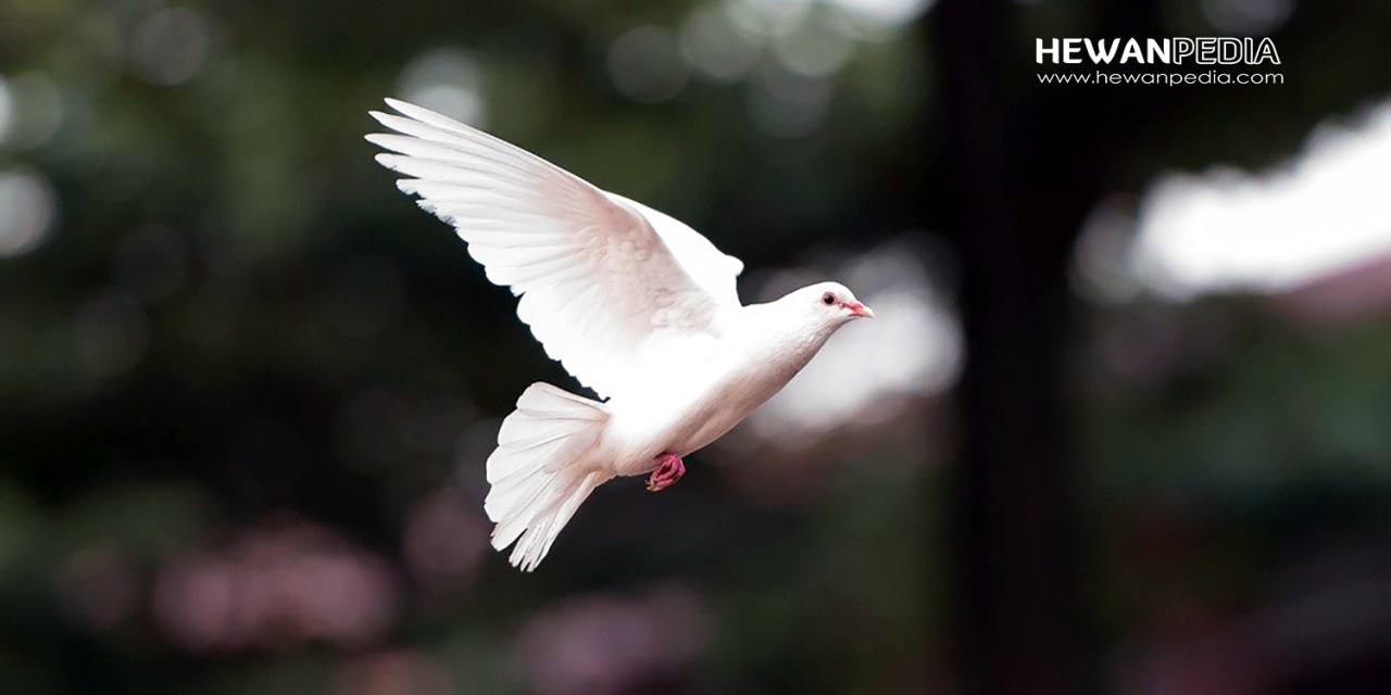 Detail Background Burung Merpati Nomer 43