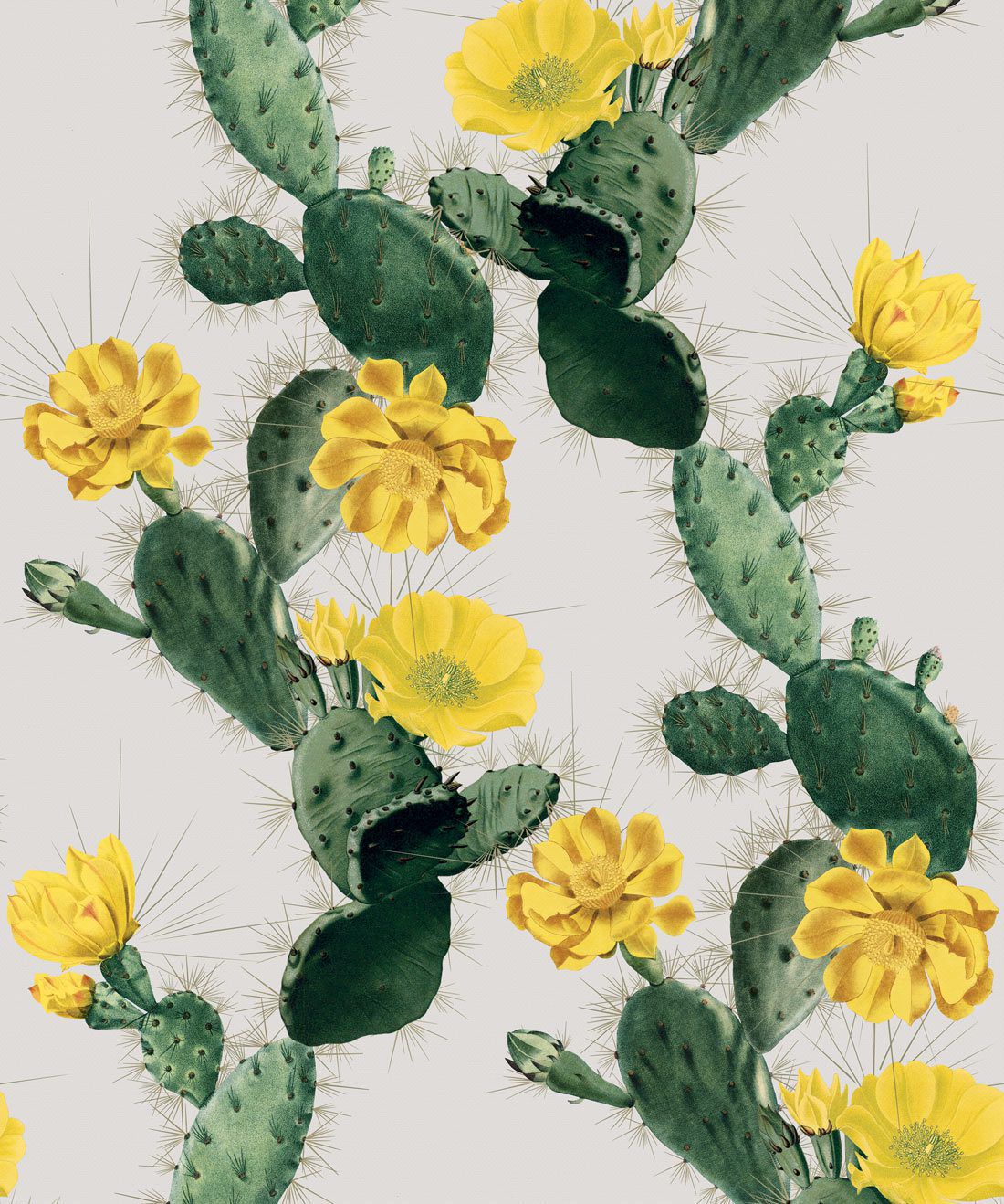 Detail Background Cactus Nomer 16