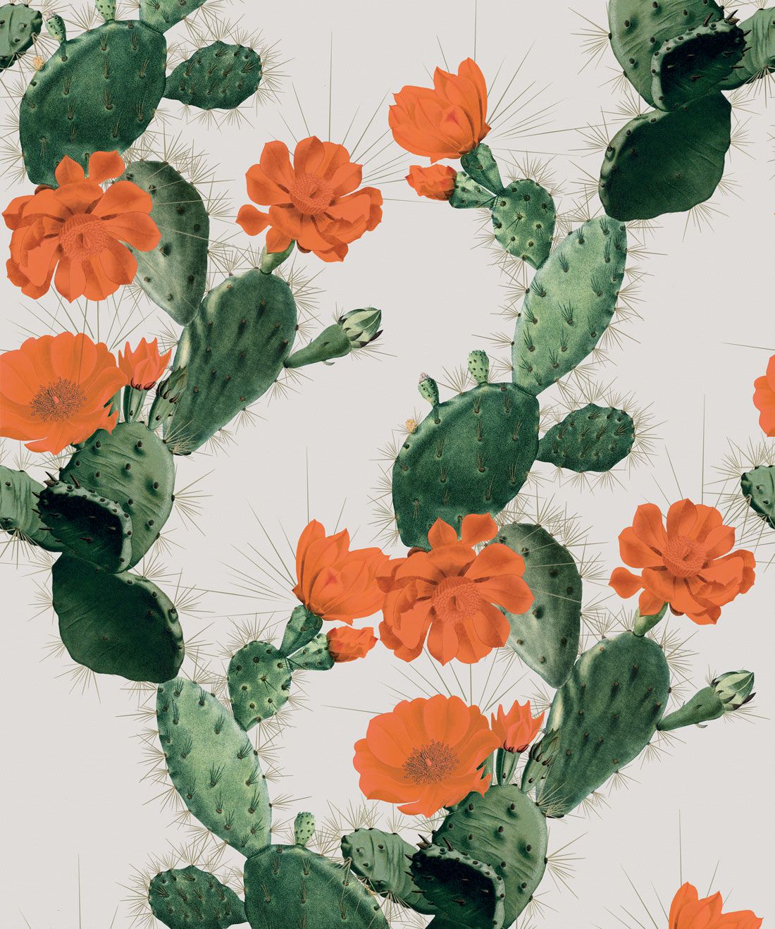 Detail Background Cactus Nomer 21
