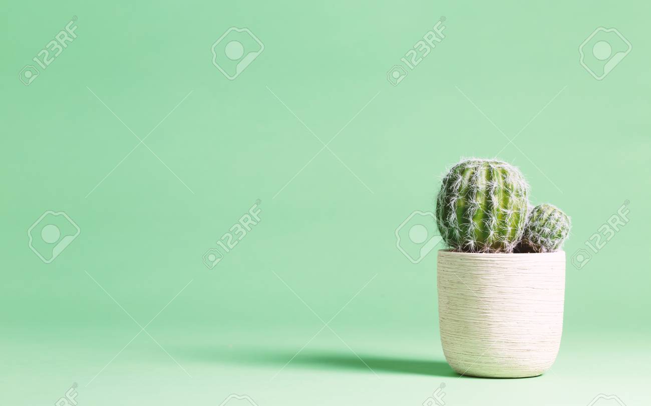 Detail Background Cactus Nomer 35