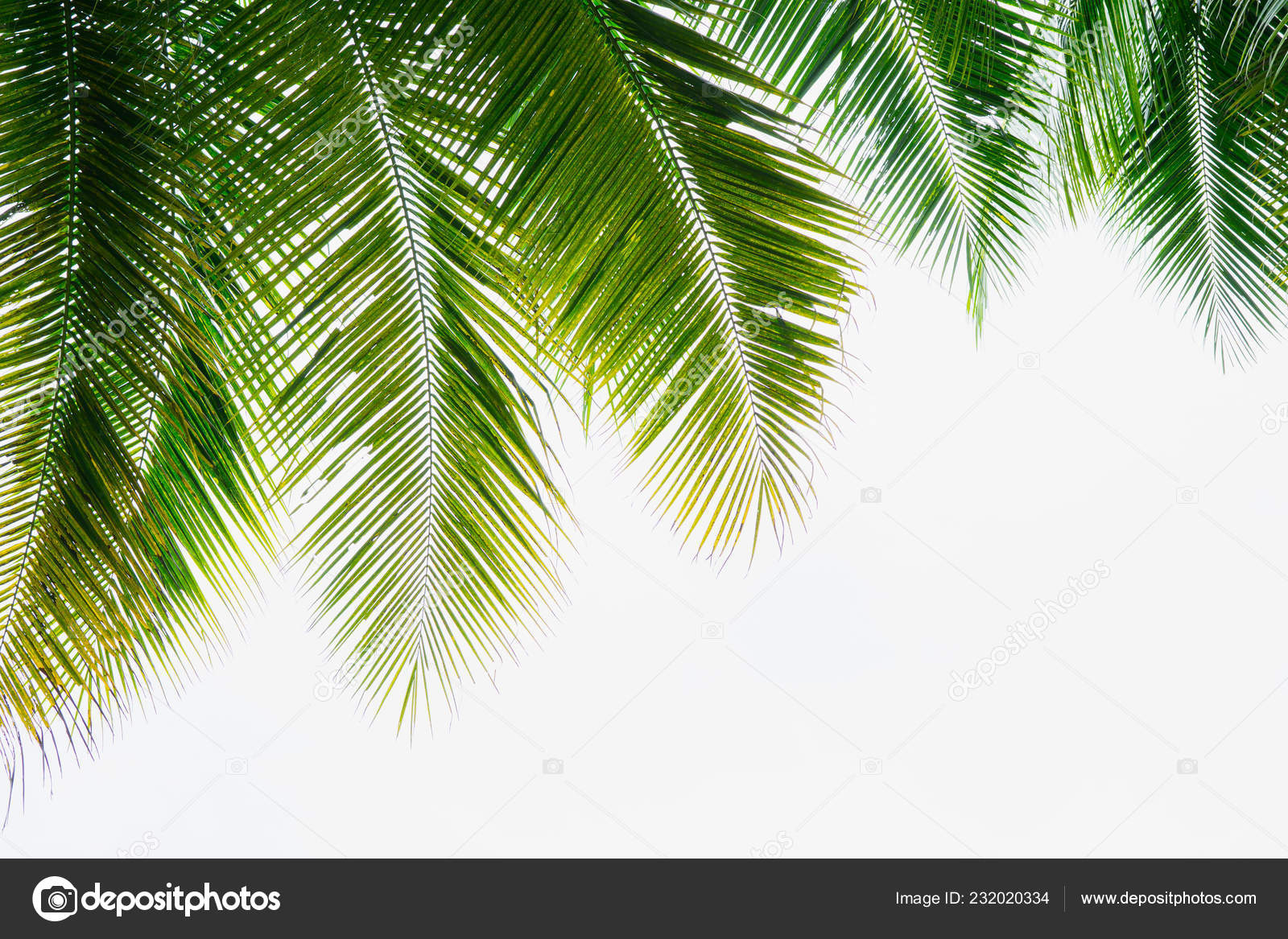 Detail Background Coconut Nomer 30