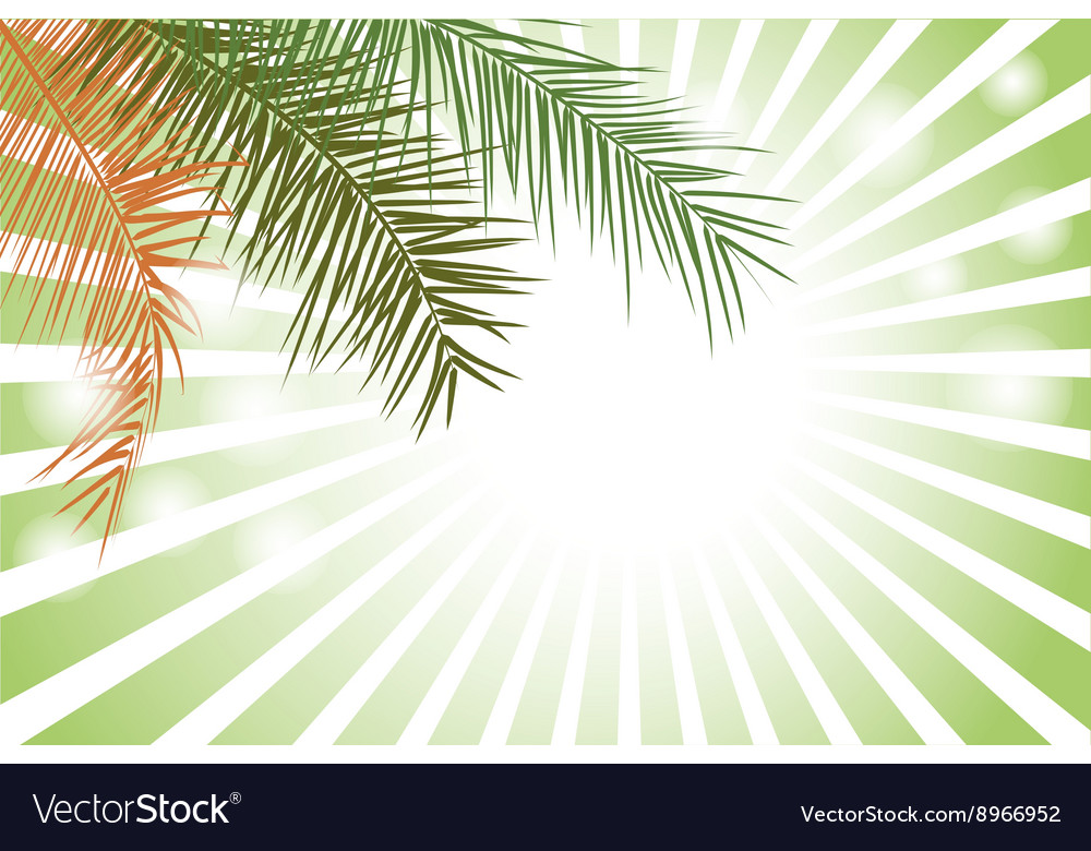 Detail Background Coconut Nomer 47
