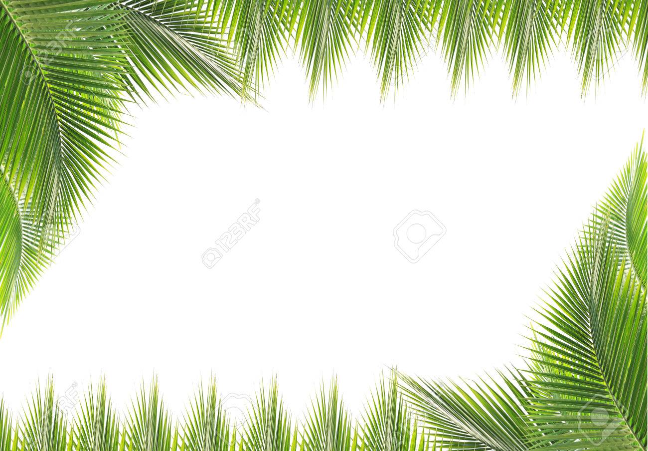 Detail Background Coconut Nomer 51