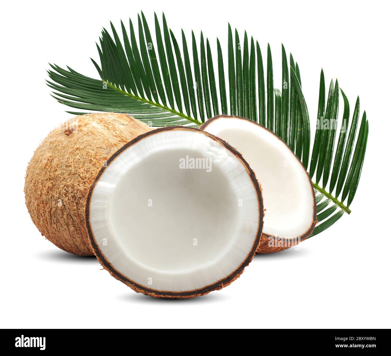 Detail Background Coconut Nomer 55