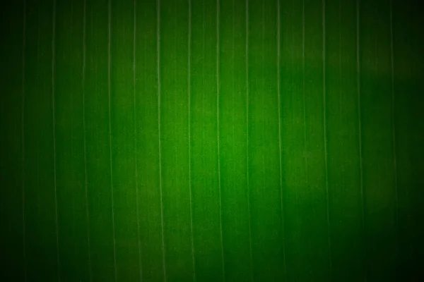 Detail Background Daun Nomer 37