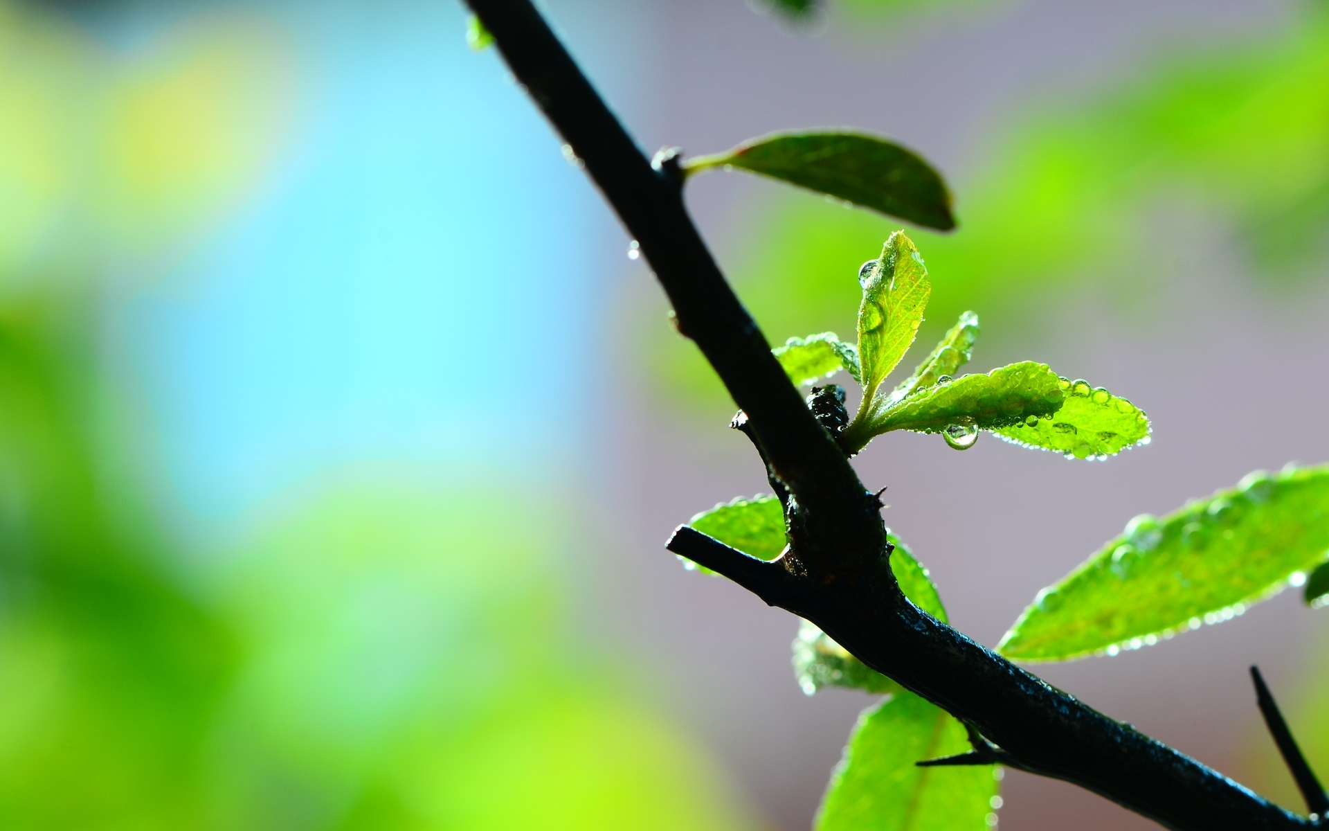 Detail Background Daun Nomer 39