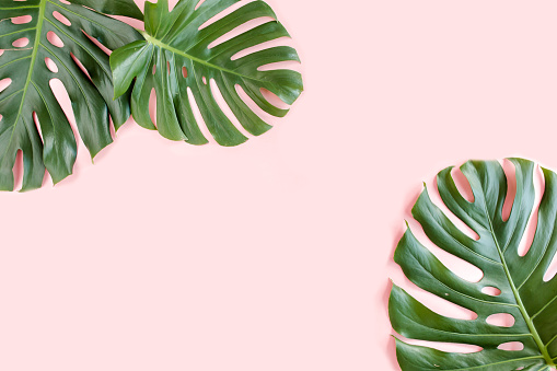 Detail Background Daun Aesthetic Nomer 32