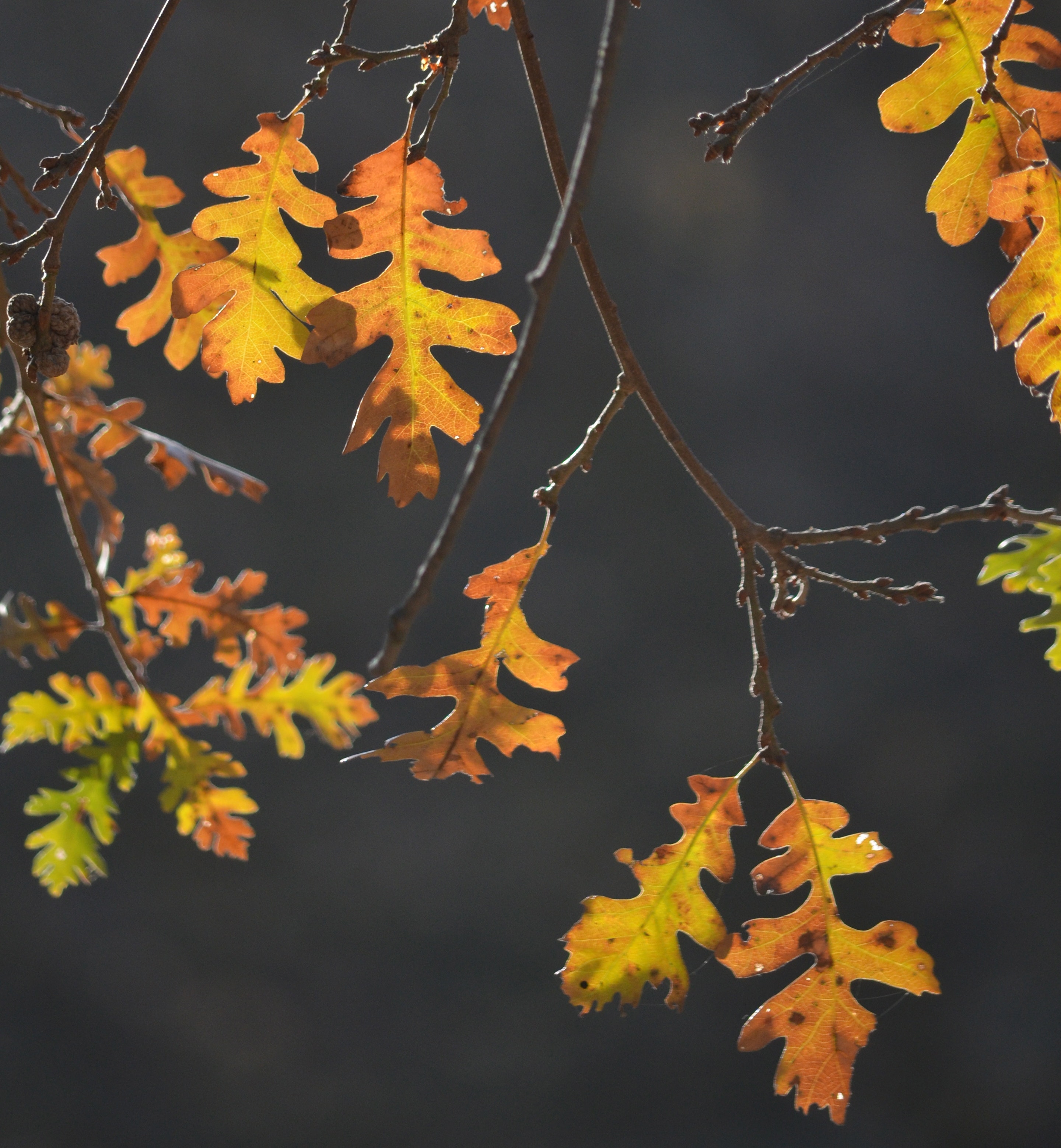 Detail Background Daun Gugur Nomer 2