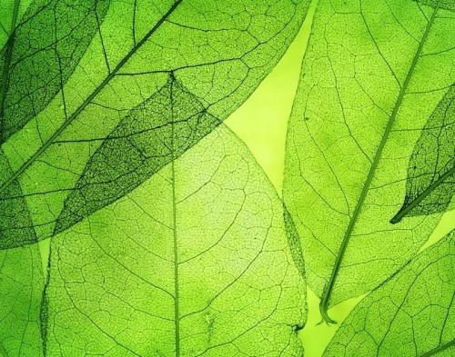 Detail Background Daun Hijau Nomer 11