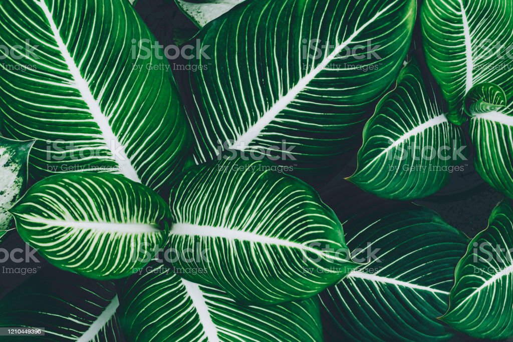Detail Background Daun Hijau Nomer 24