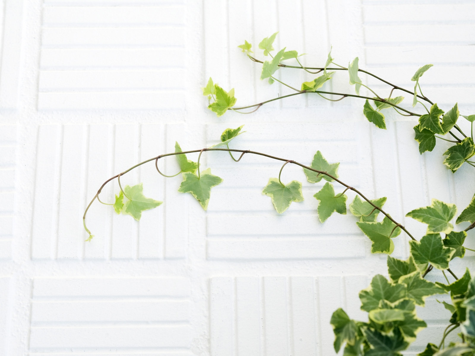 Detail Background Daun Hijau Nomer 48