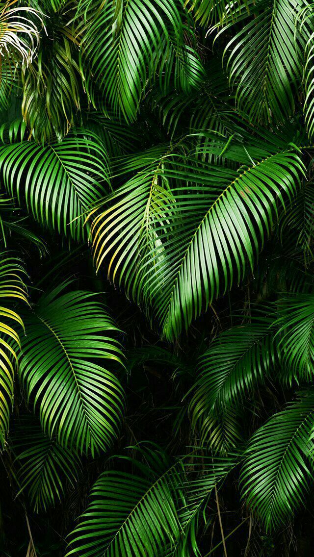 Detail Background Daun Hijau Nomer 7